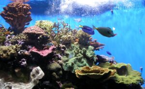 A Different Kind of Tank: PLATEflow Powers Up Popular Marine Aquarium A Different Kind of Tank: PLATEflow Powers Up Popular Marine Aquarium