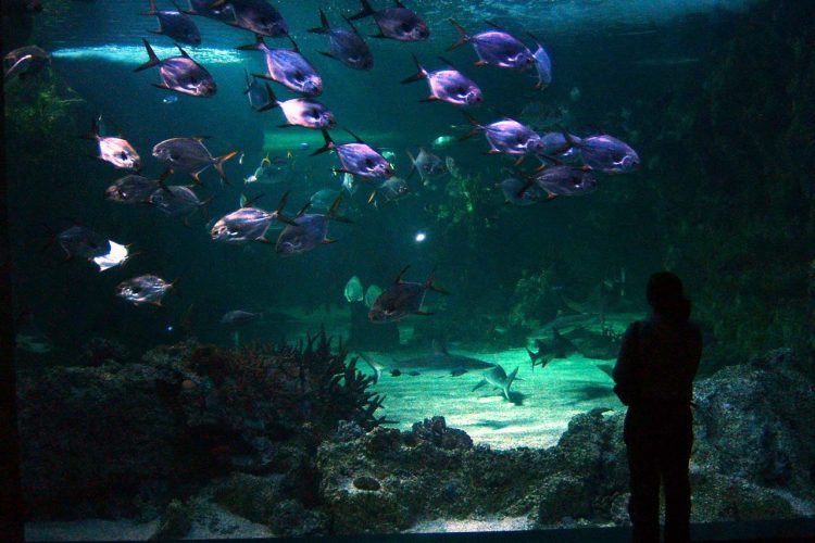 Aquarium