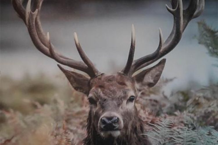 mcdonald-stag